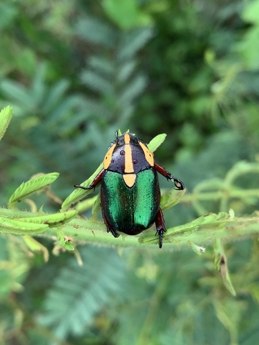 Rutela laeta