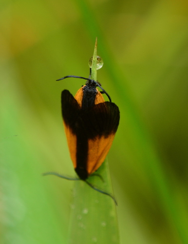 Orange-patched Smoky Moth