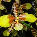 Orquídea Tigrillo de Las Nubes - Photo (c) FREDDY PITAN, todos los derechos reservados, subido por FREDDY PITAN