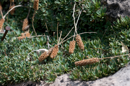 mat rock spiraea
