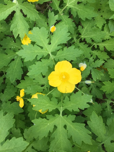 Celandine Poppy