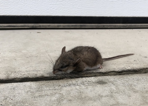 Yukon Deer Mouse
