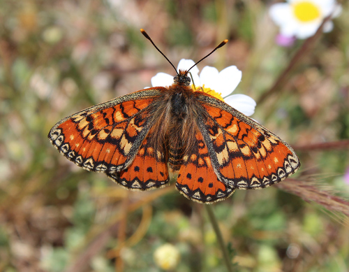 Euphydryas desfontainii (Godart, 1819)