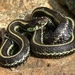 Common Garter Snake - Photo (c) davev, all rights reserved, uploaded by davev