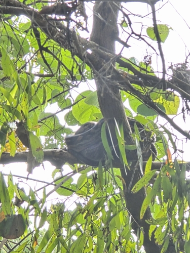 Australian Scrub Python sighting