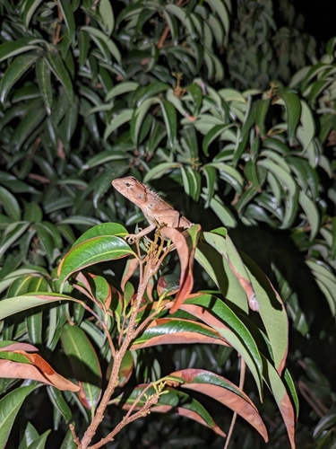 Thai Garden Lizard