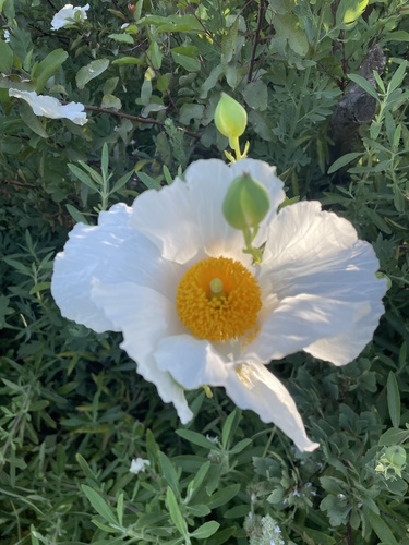 iNaturalist observation photo of Coulter's matilija poppy