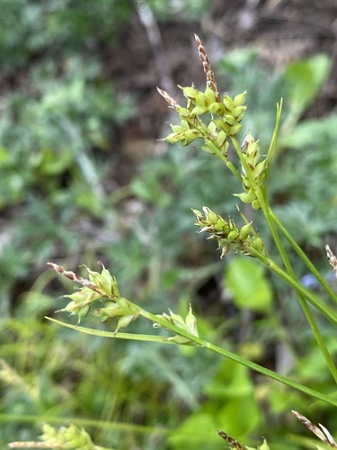 Carex peckii