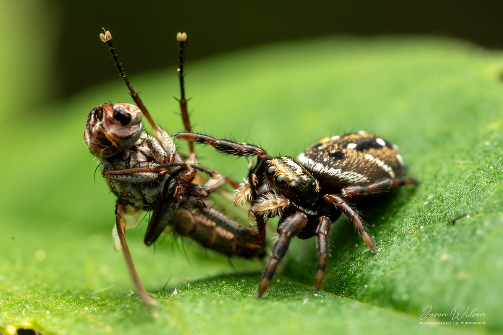 Brilliant Jumping Spider from Ojibway, Windsor, ON, CA on May 14, 2024 ...