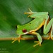 Red-eyed Stream Frog - Photo (c) Don Filipiak, all rights reserved, uploaded by Don Filipiak