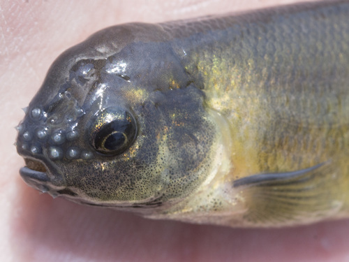 Fathead Minnow