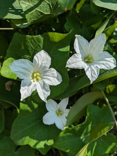 Ivy gourd