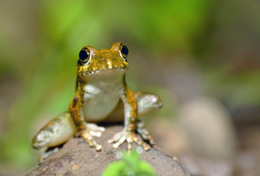 Ota's stream tree frog