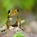 Ota's Stream Tree Frog - Photo (c) Mr. L, all rights reserved, uploaded by Mr. L