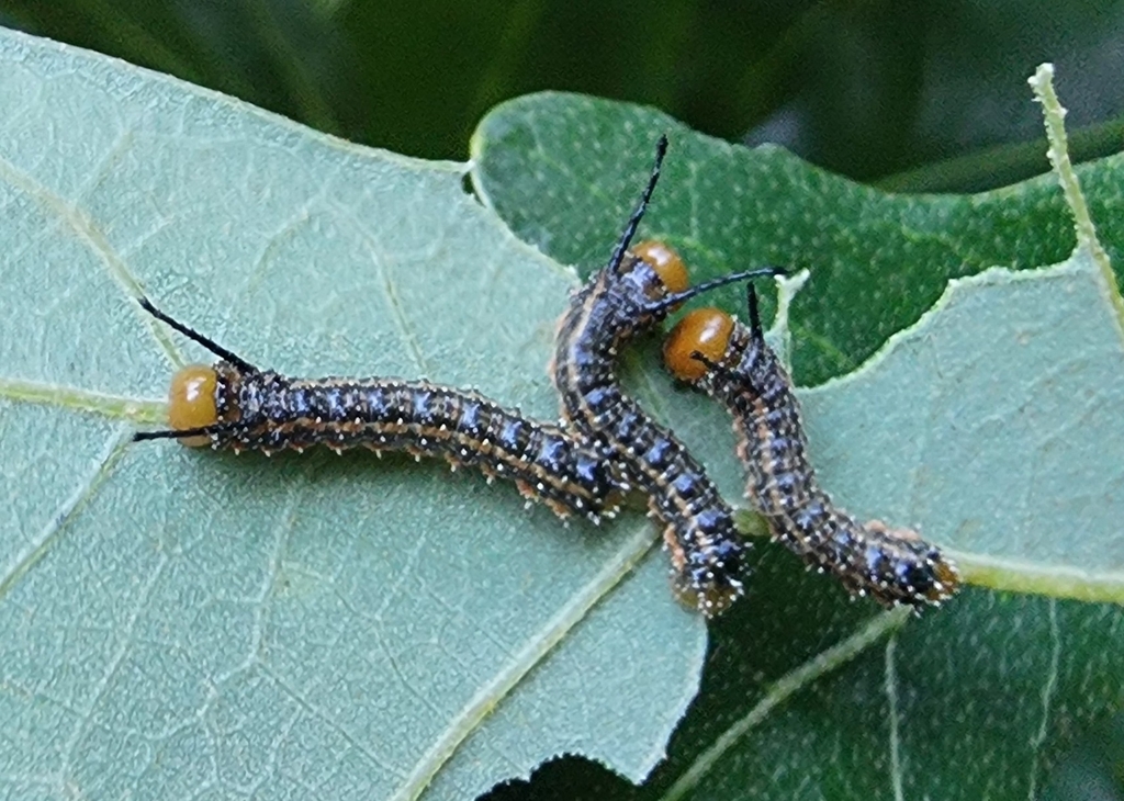 Oakworm Moths from Arlington, TX 76016, USA on May 14, 2024 at 07:46 PM ...