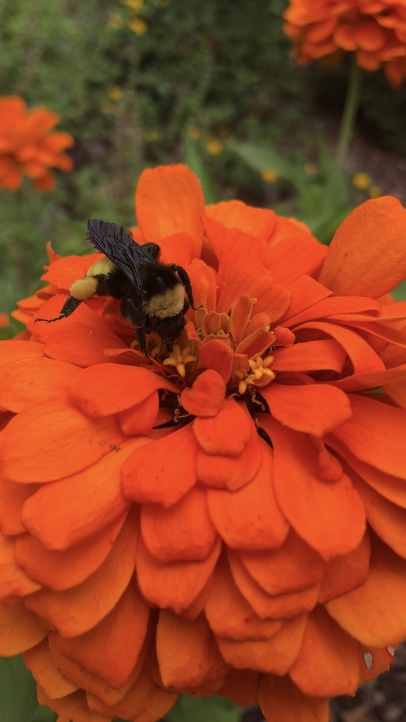 American Bumble Bee from Wisteria Ct, High Point, NC, US on May 12 ...