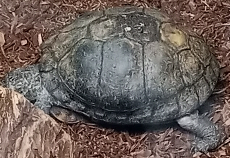 Box Turtles from Cape May Court House, Middle Township, NJ 08210, USA ...