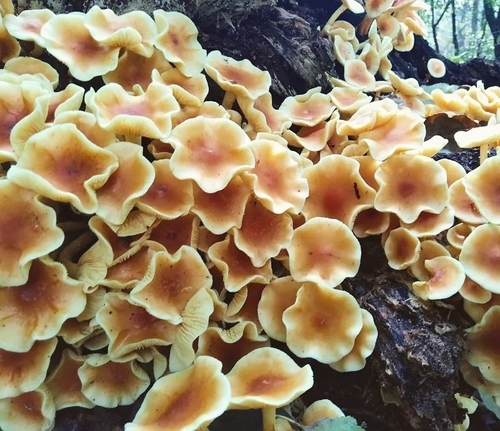 Pieczarkowce