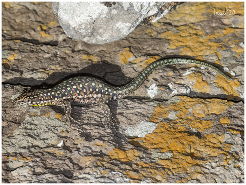 Apathya cappadocica wolteri