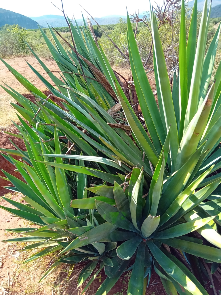 sisal from Greater Tubatse Local Municipality, South Africa on May 15 ...