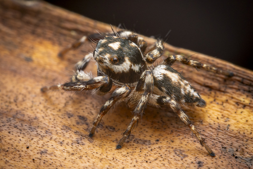 Hyllus acutus