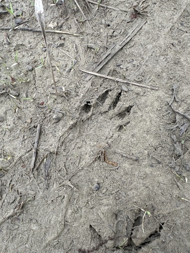 Raccoon Tracks – NatureTracking