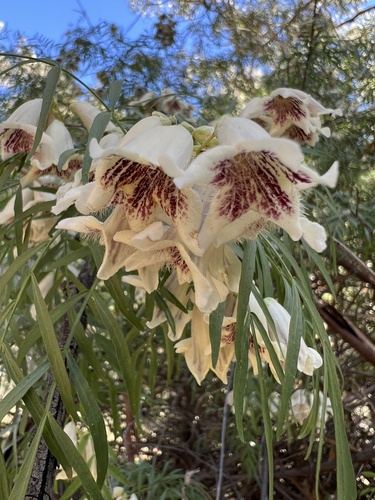 Pandorea doratoxylon (J.M.Black) J.M.Black