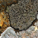Boulder Lichen - Photo (c) Luis Lopes Silva, all rights reserved, uploaded by Luis Lopes Silva