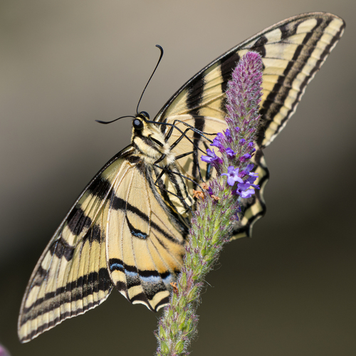 iNaturalist observation photo of Western Tiger Swallowtail