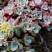 Broad-leaved Stonecrop - Photo (c) Nicola Rammell, all rights reserved, uploaded by Nicola Rammell