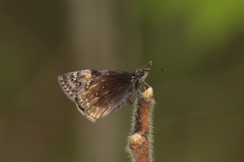 Juvenal's Duskywing