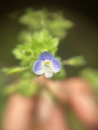 bird's-eye speedwell