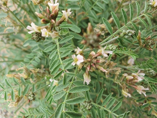Astragalus variabilis