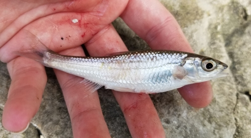 Duskystripe Shiner