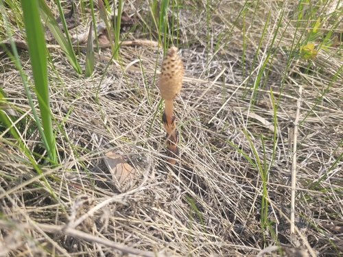 field horsetail