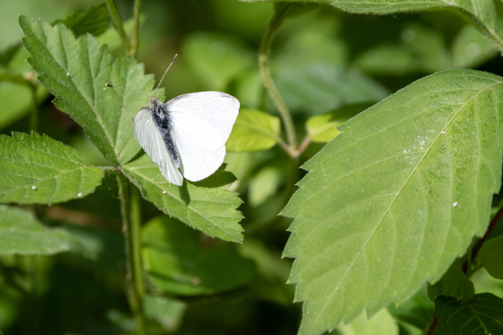 Small white from lower township nj usa on may 11 2024 at 11 09 am by