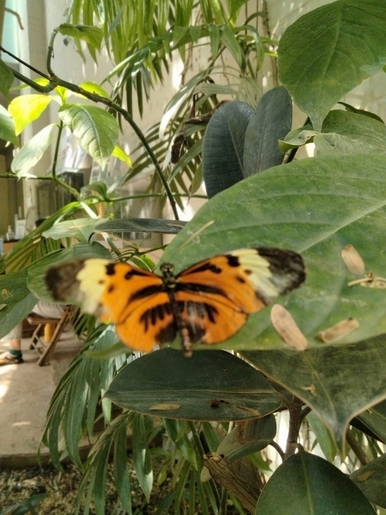 Longwings and Heliconians from Dallas, TX 75210, USA on April 21, 2024 ...