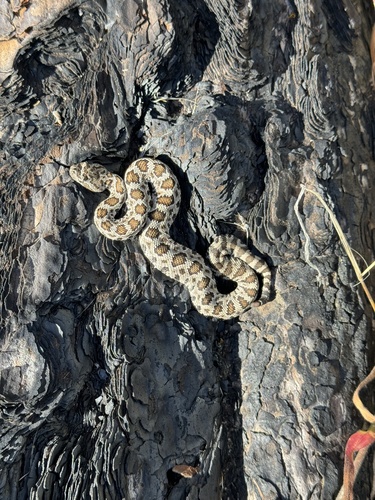 iNaturalist observation photo of Northern Pacific Rattlesnake