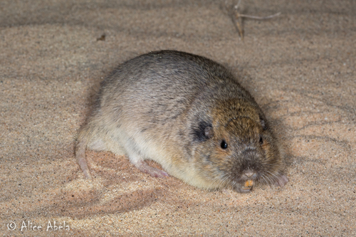 Fulvous Pocket Gopher