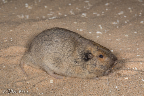 Fulvous Pocket Gopher