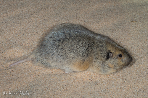 Fulvous Pocket Gopher