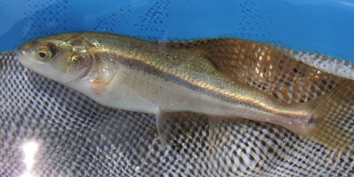 Saltillo Chub