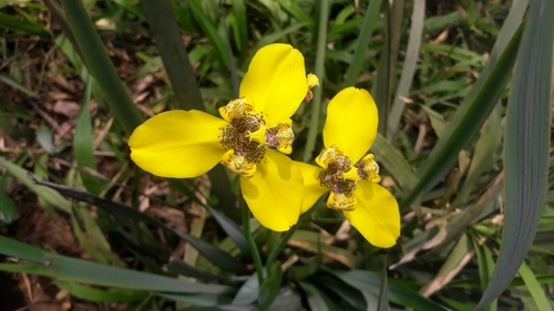 Trimezia spathata