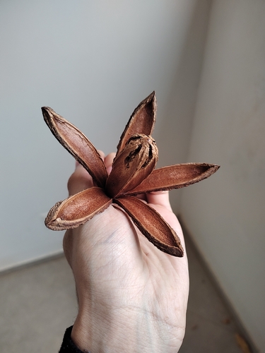 Cedrela fissilis - Leaves