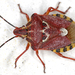 Variegated Fruit Bug - Photo (c) gernotkunz, all rights reserved, uploaded by gernotkunz