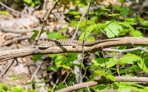 iNaturalist observation photo of San Diego Alligator Lizard