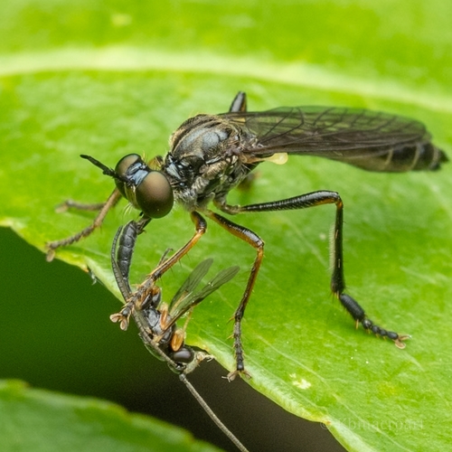 Dioctria hyalipennis nuotrauka