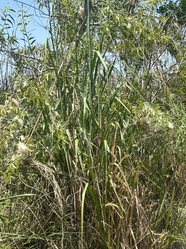 iNaturalist observation photo of giant wild rye