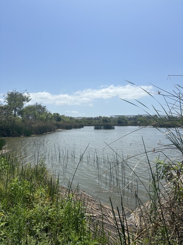 iNaturalist observation photo of California bulrush