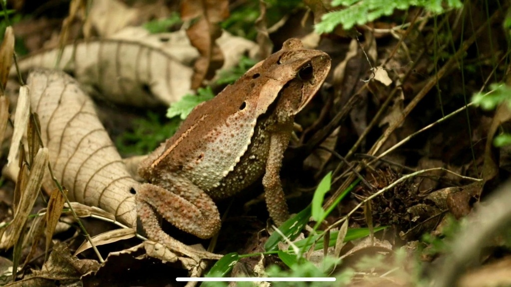 Large-crested Toad from PUE575, Cuetzalan, Pue., MX on May 6, 2024 at ...